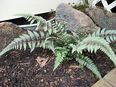 japanese_painted_red_fern_7_2007