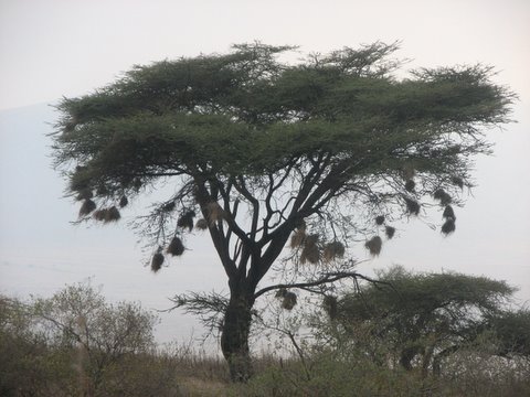 Acacia Tree with Weaver Bird Nests