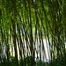 Bamboo curtain // Rideau de bambous