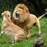 2007 01 20 (036ces) Lions @ Auckland Zoo-300d-10