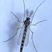 19841003a_EPSON004_Chironomus plumosus L., 1758 - (zanzara piumata)