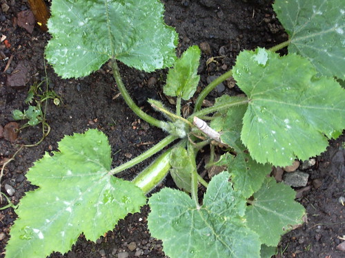 Spot the courgette!
