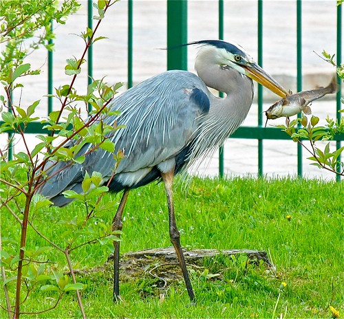 Great blue heron - dealing with his catch by Shiny Dewdrop