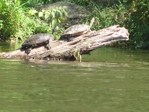 Turtles enjoying a sunny day on Swift Creek