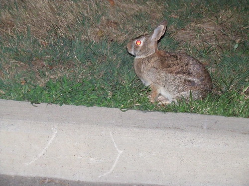 There was a bunny in the parking lot of our hotel...