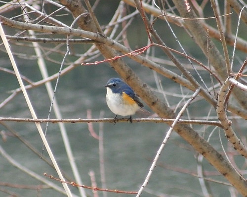 Male Red Flanked Bluetail