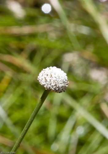 Eriocaulon decangulare flower