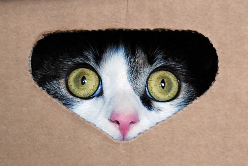 Gato mirando caja