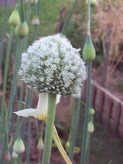 Onion Flower