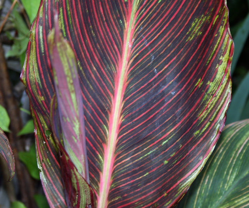Canna Tropicana Leaf