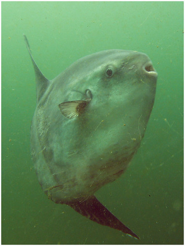 Ocean Sunfish in Puget sound