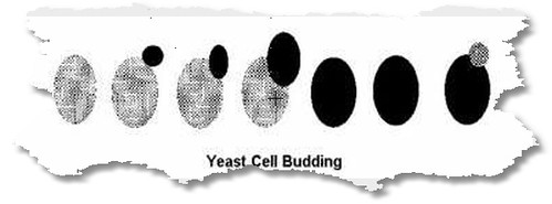 yeast cell budding