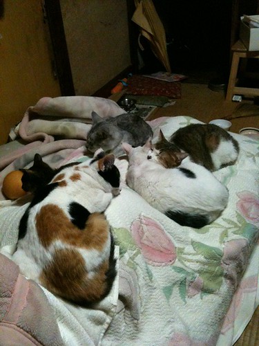 梨と娘と猫五匹