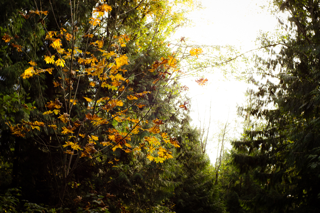 Autumn_Forests_007