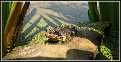 froggie on a rock copy