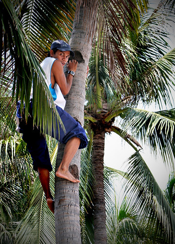 Philippines Pinoy Filipino Pilipino Buhay Life people pictures photos life coconut climbing man, young, traditional