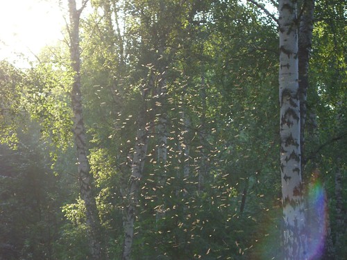 Mosquitos swarming in the sunlight ©  S Z