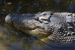 Smiling Crocodile