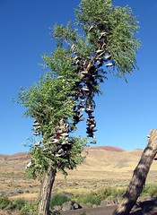 shoe tree