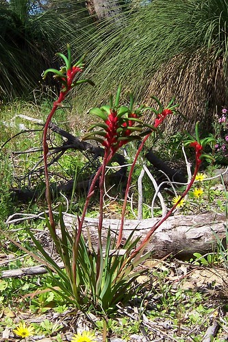 Kangaroo paw flowers