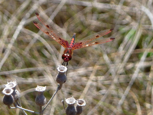 Red Dragonfly - Yellow River Marsh Preserve State Park