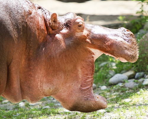Toronto Zoo - Hippo Yawn