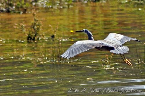 White faced heron coming in for a landing