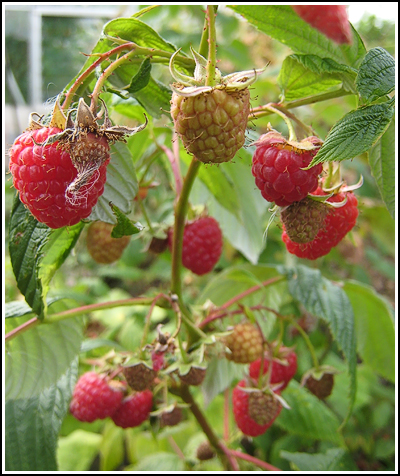 raspberries copy