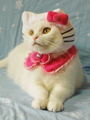 Hello Kitty cat costume