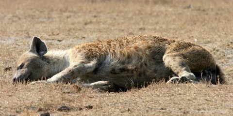 Hyena relaxes