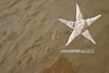 Bycatch Starfish