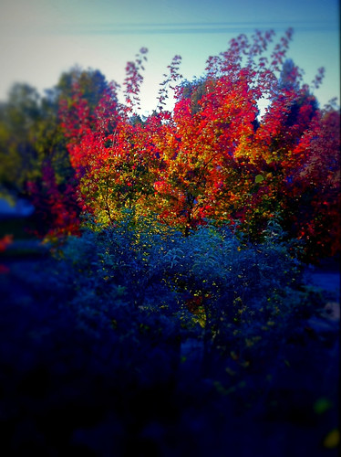 Fall glows in our garden