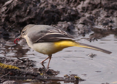 Grey Wagtail with Bloodworm