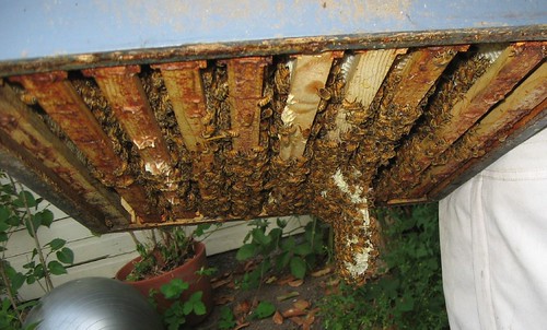Beekeeping 2332