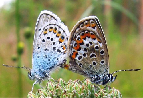mating butterflies by Sue323 <busy>.