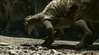 wounded iguanodontid