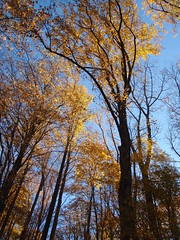 towering fall trees