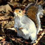 can I have some more nuts sir [[squirel]]