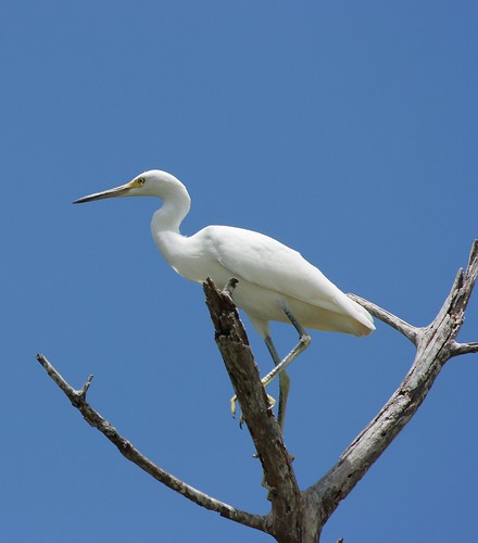 White Heron Tree