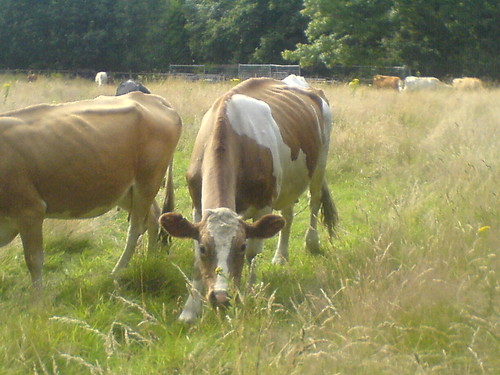 More cattle grazing