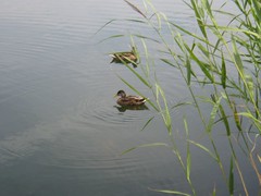 Ducks on fishing lake near Woodbridge