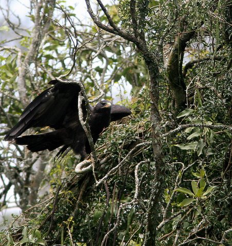 black eagle nandi hills 300907