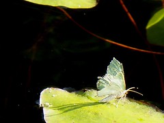 Green butterfly, Thetis Lake, Victoria, July 2007