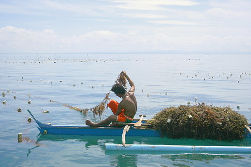 farming seaweed at Mambacayao