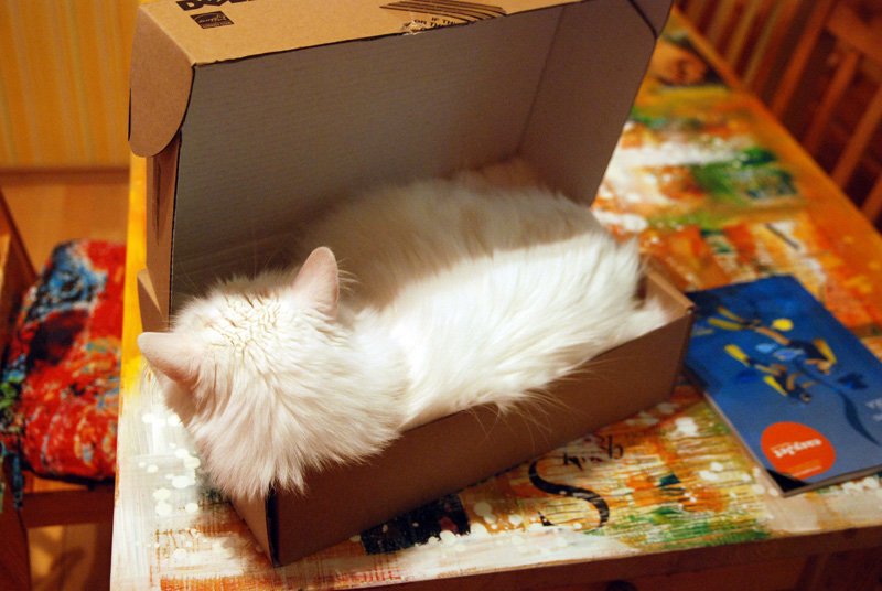 Кот и коробочки