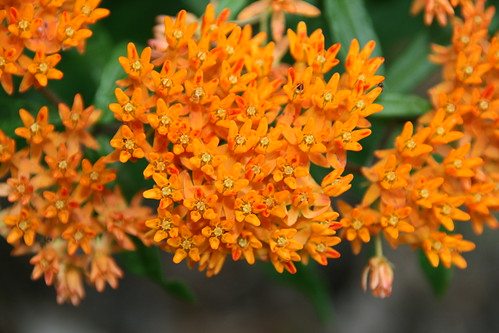 Butterfly Weed (Asclepias tuberose)