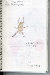 nature journal spider