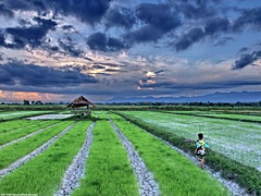 Rice fields II by Paulo Kawai