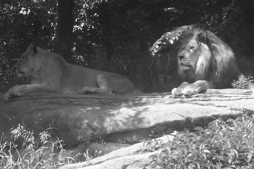 black and white. lion