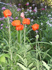 Poppies and Phlox